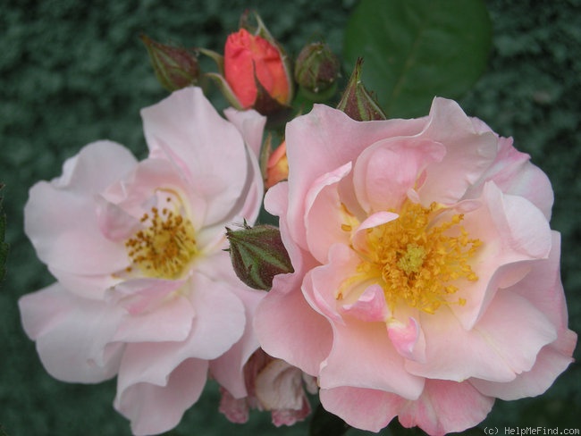 'Radmor' rose photo