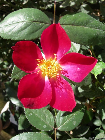 'RBXLYN' rose photo