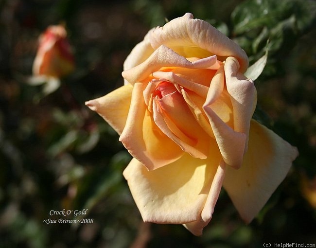 'Crock O' Gold' rose photo