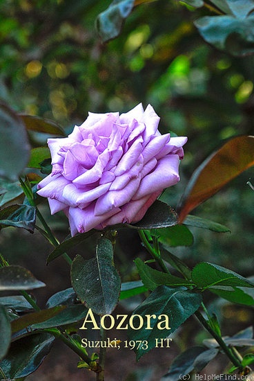 'Aozora' rose photo
