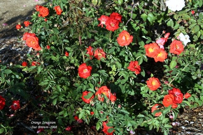'Orange Sensation ®' rose photo