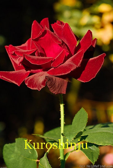 'Kuroshinju' rose photo