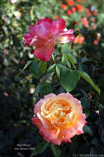 'Pure Poetry ™ (Floribunda, Zary, 1996)' rose photo