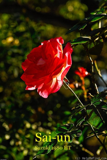 'Sai-Un' rose photo