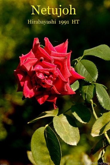 'Netujoh' rose photo