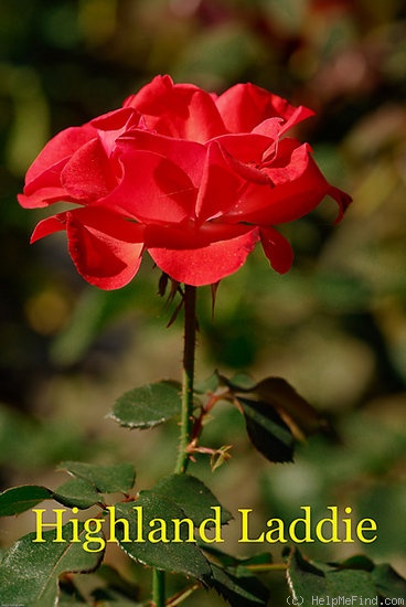 'Highland Laddie' rose photo