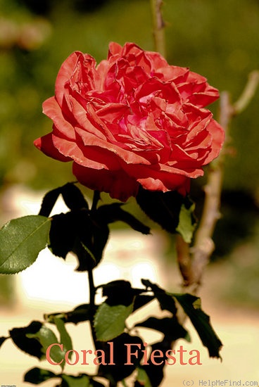 'Coral Fiesta ®' rose photo