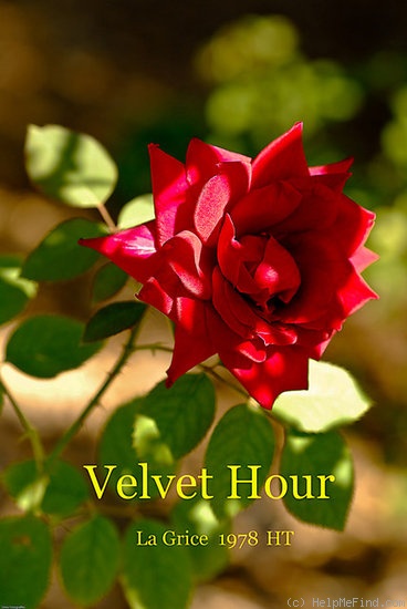 'Velvet Hour' rose photo