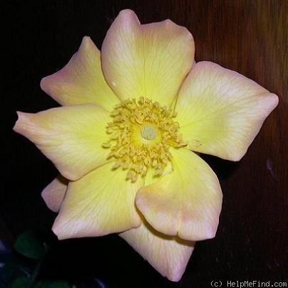 'Sunglow (mini-flora, Wells 2007)' rose photo