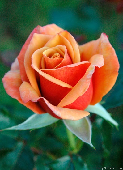 'Belle Époque (hybrid tea, Fryer before 1993)' rose photo