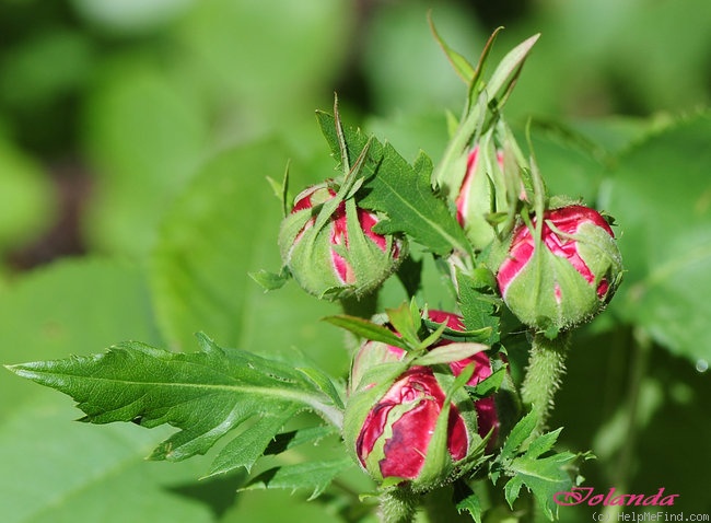 'Yolande d'Aragon' rose photo