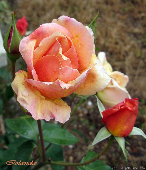 'Marquesa de Urquijo' rose photo