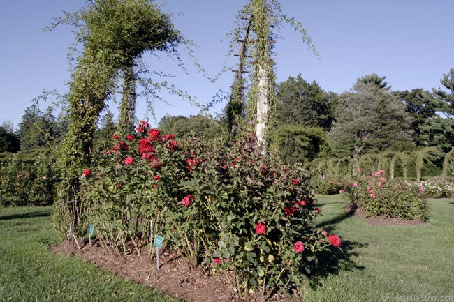 'Travemuende (floribunda, Kordes 1968)' rose photo