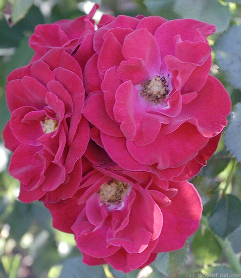 'Travemuende (floribunda, Kordes 1968)' rose photo