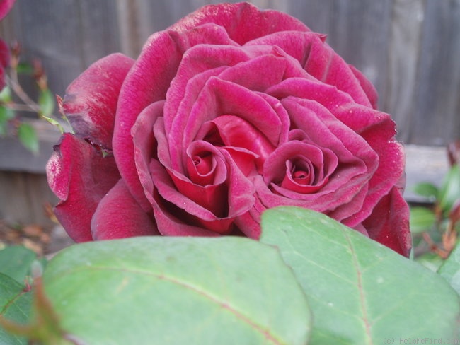 'Black Velvet' rose photo