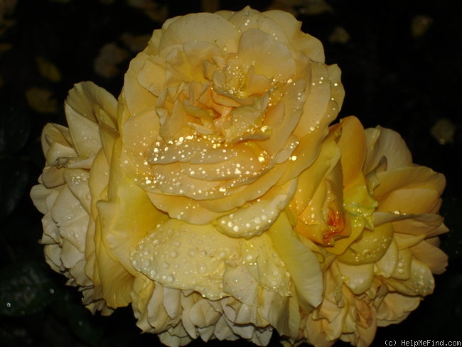 'Ambra Rosata' rose photo