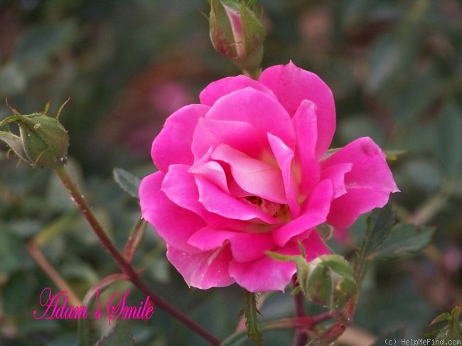 'Adam's Smile™' rose photo