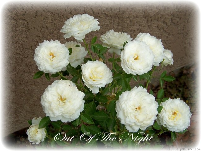 'Out Of The Night ™' rose photo