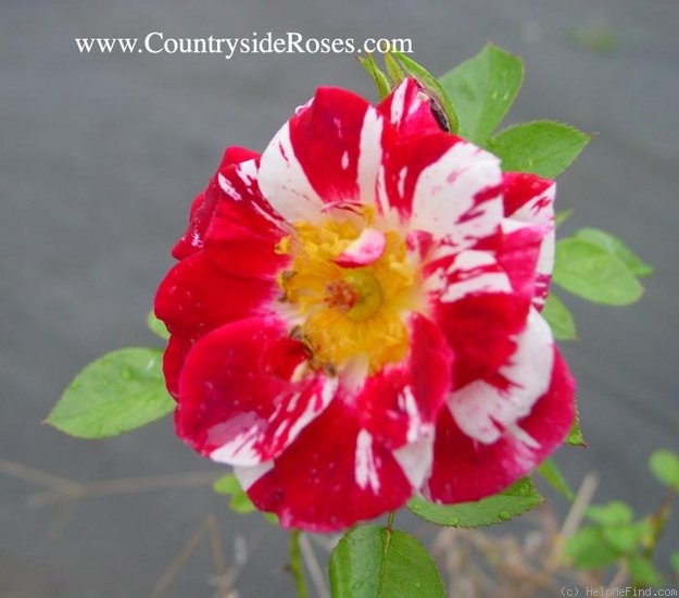 'Hurdy Gurdy' rose photo