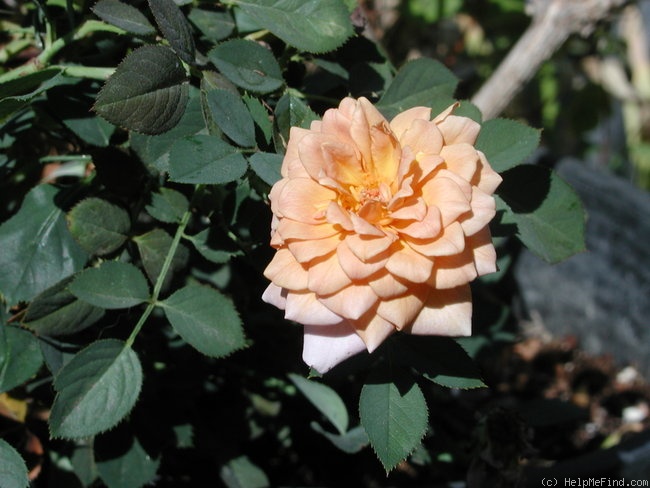 'Cinnamon Delight ™' rose photo