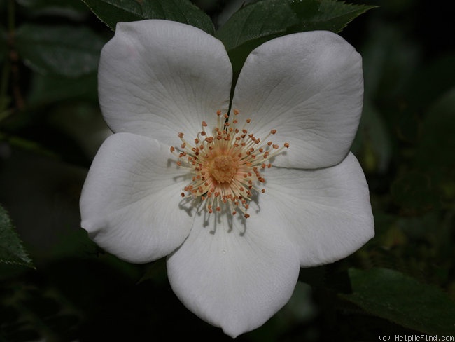 'Grace Seward' rose photo