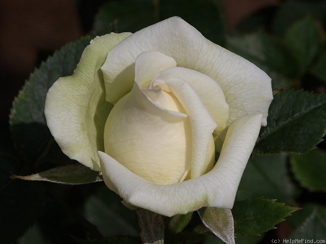 'Peter Cottontail ™' rose photo