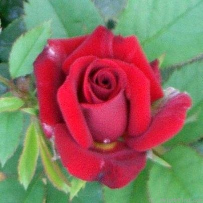 'Almost Perfect' rose photo