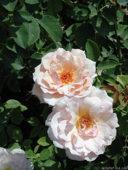 'Pearlie Mae' rose photo