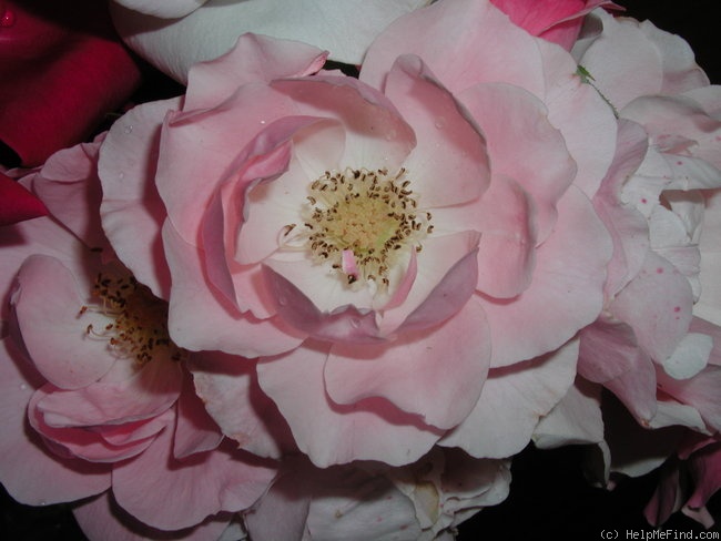 'Honey Chile (floribunda, Thomson, 1964)' rose photo
