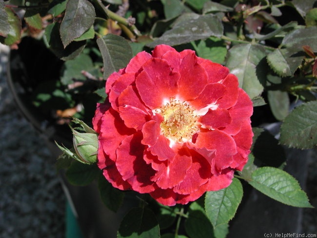 'Victoriana' rose photo