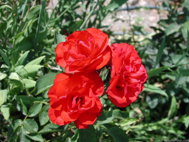 'Evelyn Fison' rose photo