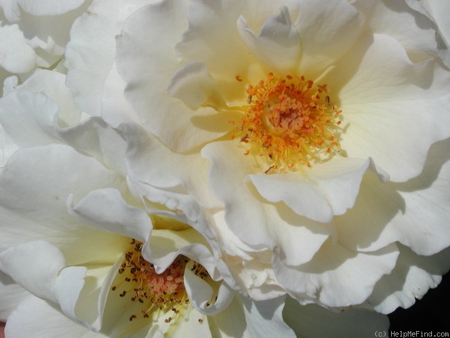 'Grand Prize ™ (floribunda, Zary 2005)' rose photo