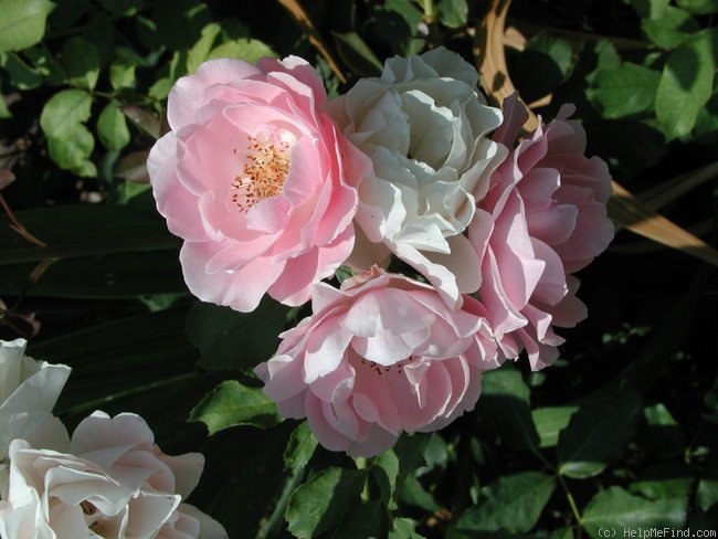 'Honey Chile (floribunda, Thomson, 1964)' rose photo