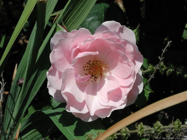 'Honey Chile (floribunda, Thomson, 1964)' rose photo