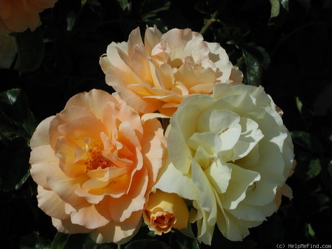 'Eureka ™ (floribunda, Kordes 2002)' rose photo