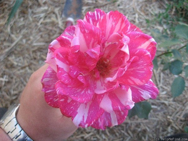 'Candy Stripe' rose photo