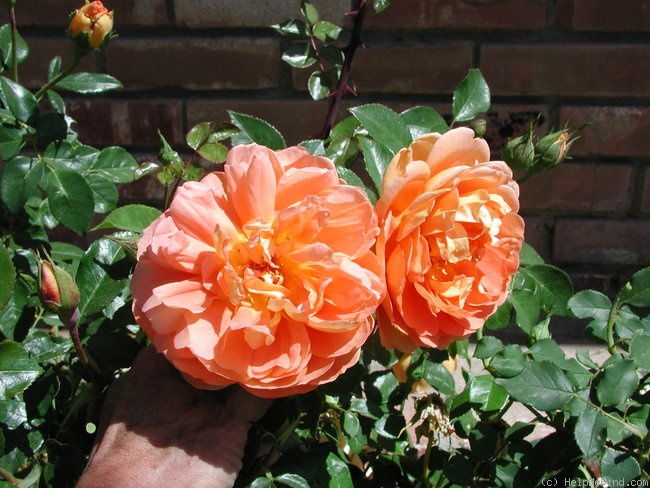 'Pat Austin ™' rose photo