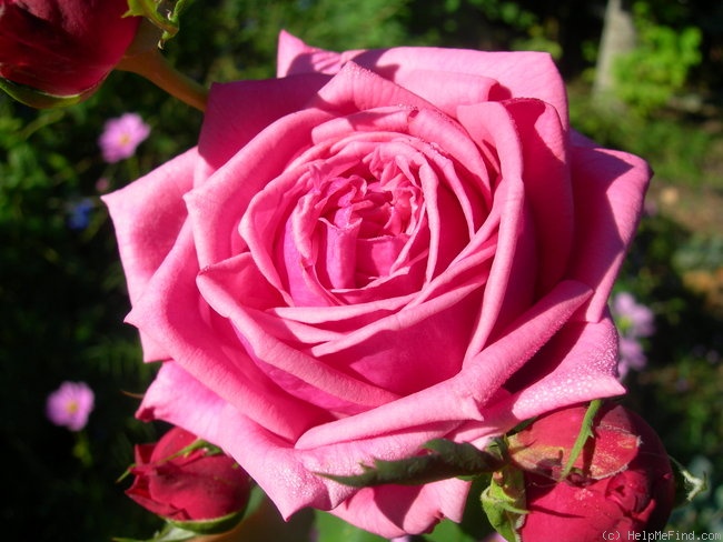 'Curly Pink' rose photo