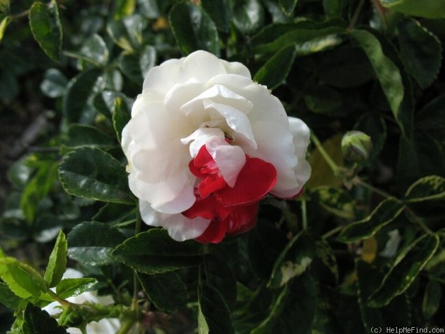 'White Margo Koster' rose photo