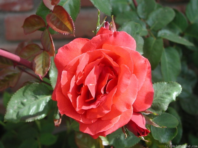 'Terra Cotta' rose photo