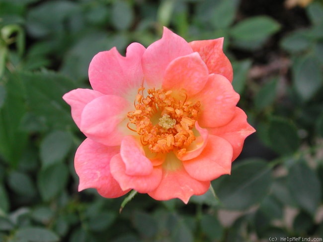'Carmela (miniature, Moore, 1980)' rose photo
