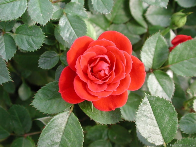 'Cherry Magic ™' rose photo