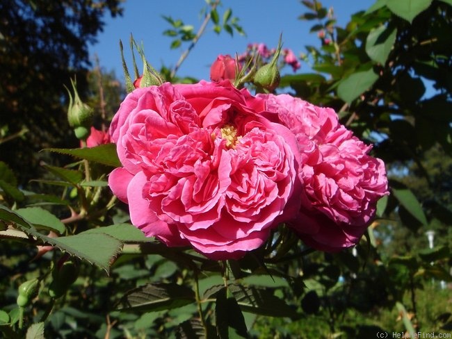 'Asta von Parpart (hybrid multiflora, Geschwind, before 1898)' rose photo