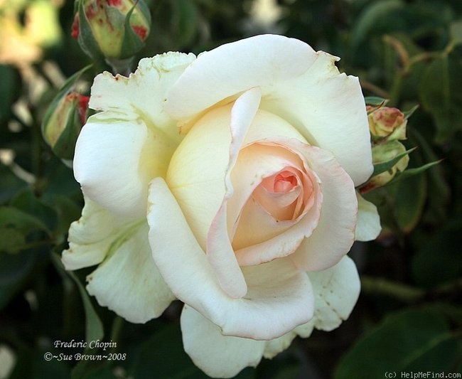 'Frederic Chopin (hybrid tea, Zyla, 1980)' rose photo