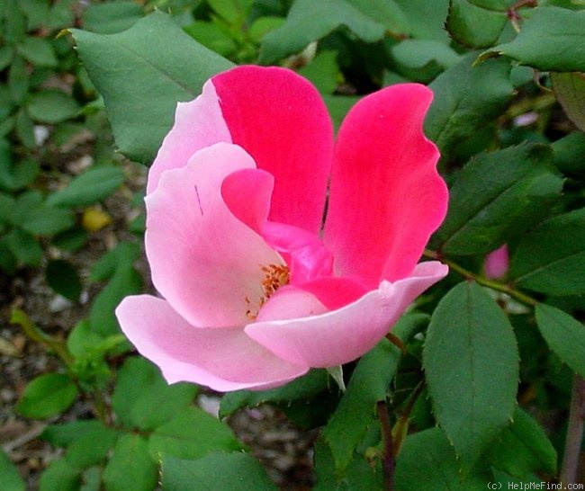 'Blushing Knock Out ®' rose photo