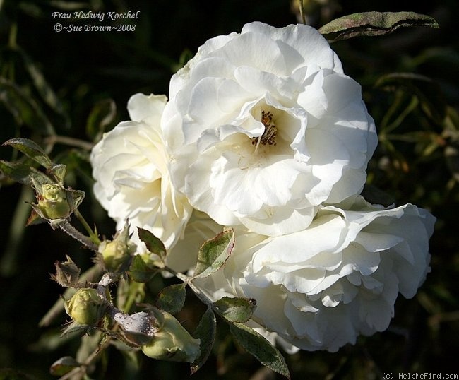 'Frau Hedwig Koschel' rose photo