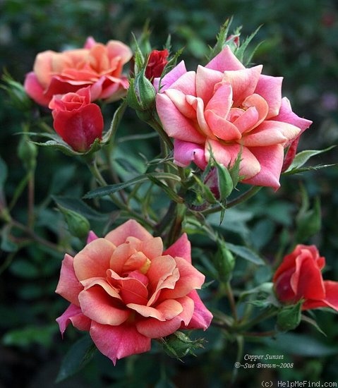'Copper Sunset ™' rose photo