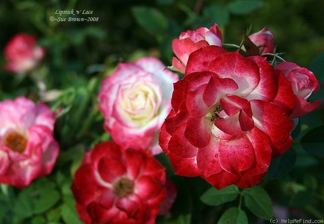 'Lipstick 'n' Lace' rose photo