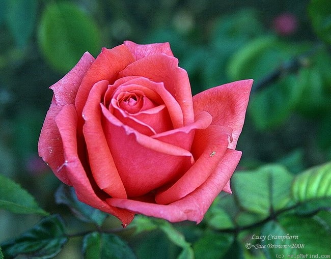 'Lucy Cramphorn' rose photo