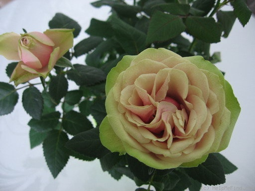 'Magnolia Kordana ®' rose photo